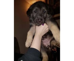 4 gsd puppies 2males 2females - 3