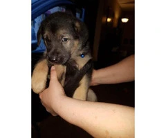 4 gsd puppies 2males 2females - 5