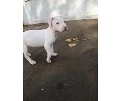 American Pitbull Pups Raised with kids very playful - 3