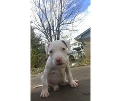 American Pitbull Pups Raised with kids very playful - 5