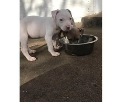 American Pitbull Pups Raised with kids very playful - 6