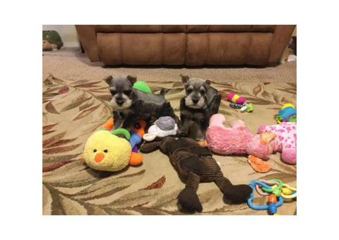 Aca registered 3 sweet mini Schnauzer puppies