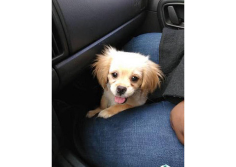 Peekapoo male puppy for sale