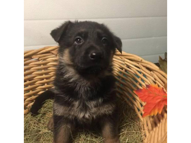 german shepherd akc colors purebred tan puppies dog alaska near