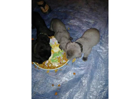Purebred Cane Corso puppies for sale $600 firm