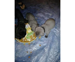 Purebred Cane Corso puppies for sale $600 firm - 1