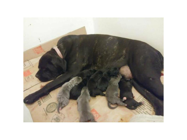 Purebred Cane Corso puppies for sale 600 firm in