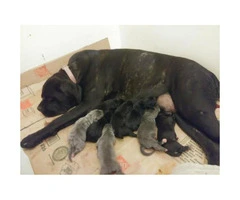 Purebred Cane Corso puppies for sale $600 firm - 3