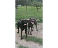 Purebred Cane Corso puppies for sale $600 firm - 4