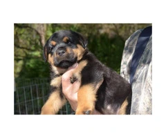 Lovely 8 weeks old AKC registered Rottweiler pups male and female available