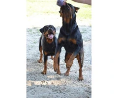 Lovely 8 weeks old AKC registered Rottweiler pups male and female available - 2