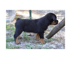 Lovely 8 weeks old AKC registered Rottweiler pups male and female available - 3