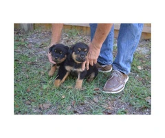 Lovely 8 weeks old AKC registered Rottweiler pups male and female available - 6