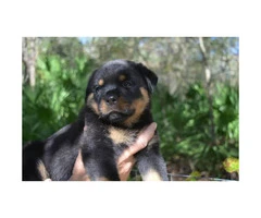 Lovely 8 weeks old AKC registered Rottweiler pups male and female available - 7