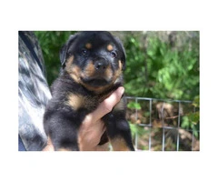 Lovely 8 weeks old AKC registered Rottweiler pups male and female available - 8