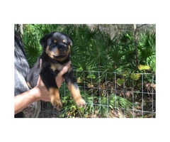 Lovely 8 weeks old AKC registered Rottweiler pups male and female available - 9