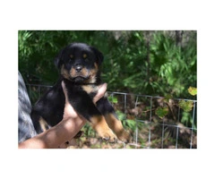 Lovely 8 weeks old AKC registered Rottweiler pups male and female available - 10
