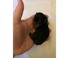 Two yorkies babies available - 3