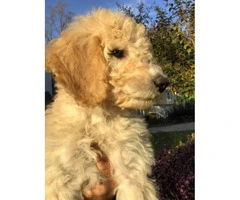 Akc registered 11 weeks old male standard poodle puppies $950 - 3