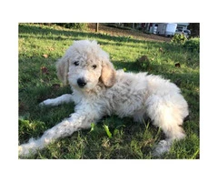 Akc registered 11 weeks old male standard poodle puppies $950 - 4