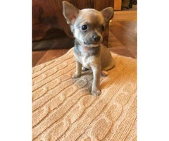 Purebred Merle Chihuahua Puppies