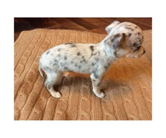 Purebred Merle Chihuahua Puppies