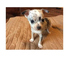 Purebred Merle Chihuahua Puppies