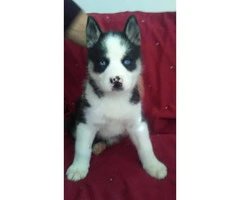 Husky Puppies 2 Brown & White males and 4 Black & White females