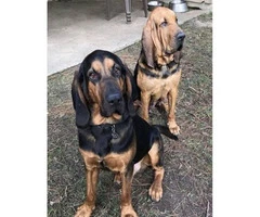 AKC Bloodhound Puppies 5 Females