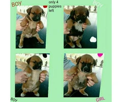8 puppies for adoption Blue Heeler/Black Mouth Cur mixed