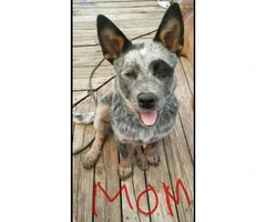 8 puppies for adoption Blue Heeler/Black Mouth Cur mixed - 3