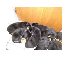 9 weeks old Akc German Rottweiler puppies
