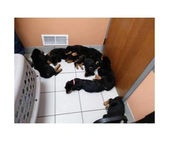 9 weeks old Akc German Rottweiler puppies - 2