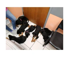 9 weeks old Akc German Rottweiler puppies - 3