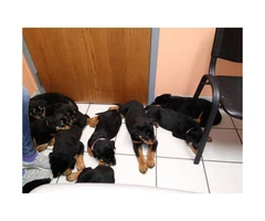 9 weeks old Akc German Rottweiler puppies - 4