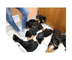 9 weeks old Akc German Rottweiler puppies - 5