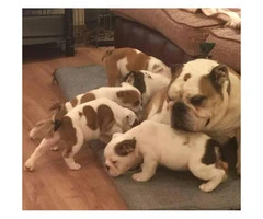 Registered English Bulldog puppies for pet lovers.
