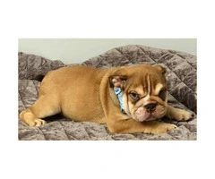 Registered English Bulldog puppies for pet lovers. - 2