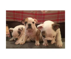Registered English Bulldog puppies for pet lovers. - 3