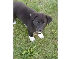 Looking for a family to rehome my border collie/Lab puppy - 2