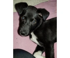 Looking for a family to rehome my border collie/Lab puppy - 3