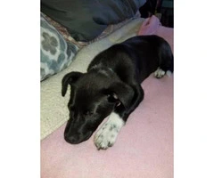 Looking for a family to rehome my border collie/Lab puppy - 4