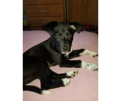 Looking for a family to rehome my border collie/Lab puppy - 5