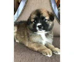 Beautiful Fluffy Pomsky puppies 2017 8 weeks old - 1