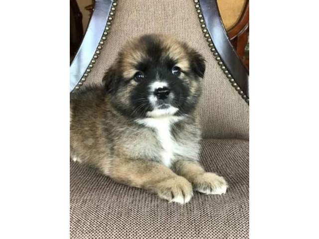Beautiful Fluffy Pomsky puppies 2017 8 weeks old in Las ...