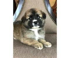 Beautiful Fluffy Pomsky puppies 2017 8 weeks old - 2
