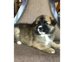 Beautiful Fluffy Pomsky puppies 2017 8 weeks old - 3