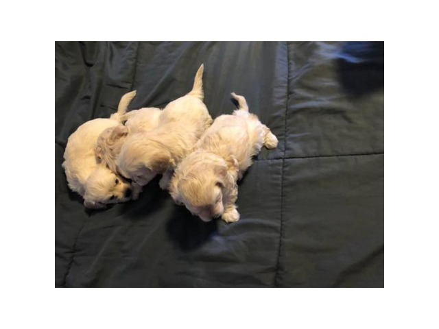 Beautiful Teacup Maltipoo Hypoallergenic Puppies In Chicago Illinois Puppies For Sale Near Me