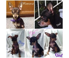 Toy Chihuahua Puppies - $500