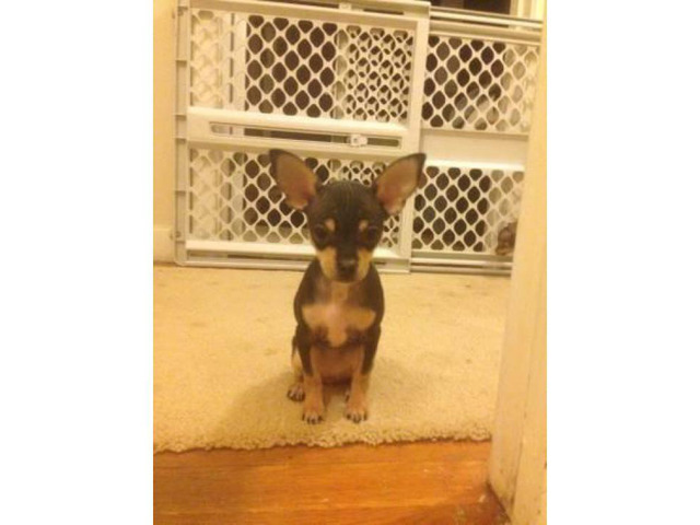 Toy Chihuahua Puppies 500 Puppies for Sale Near Me
